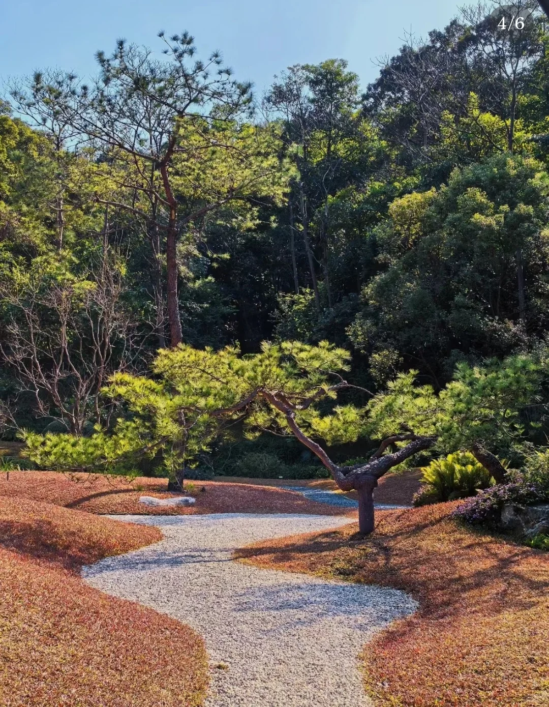 新春免费游云溪植物园