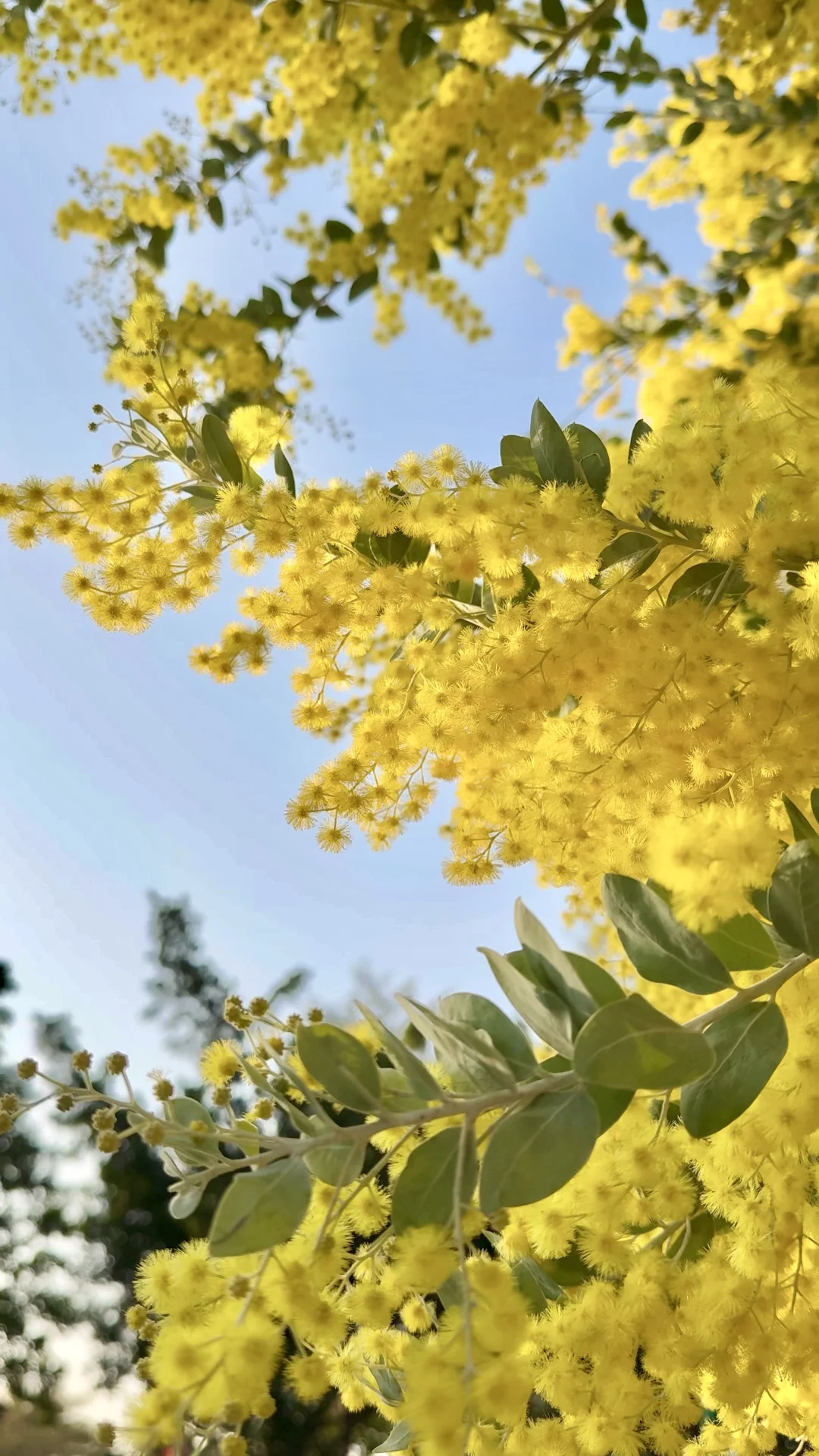 市区地铁直达‼️儿童公园合欢花绣球花美炸啦