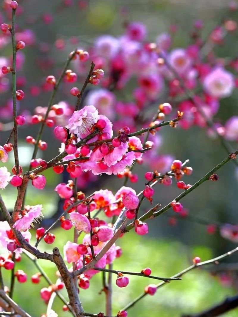 全国第十九届梅花蜡梅展览会开幕啦