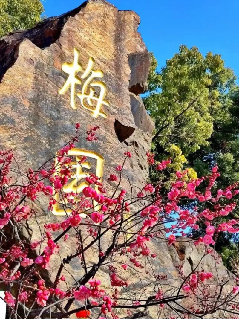 全国第十九届梅花蜡梅展览会开幕啦