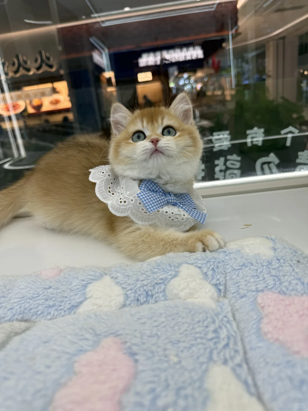 徐东大街宠物店招人啦