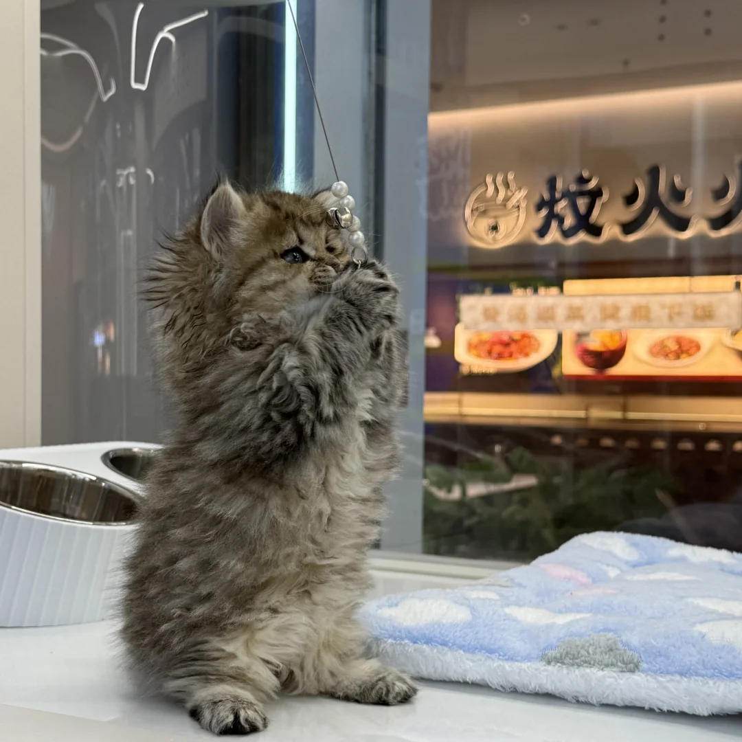 徐东大街宠物店招人啦