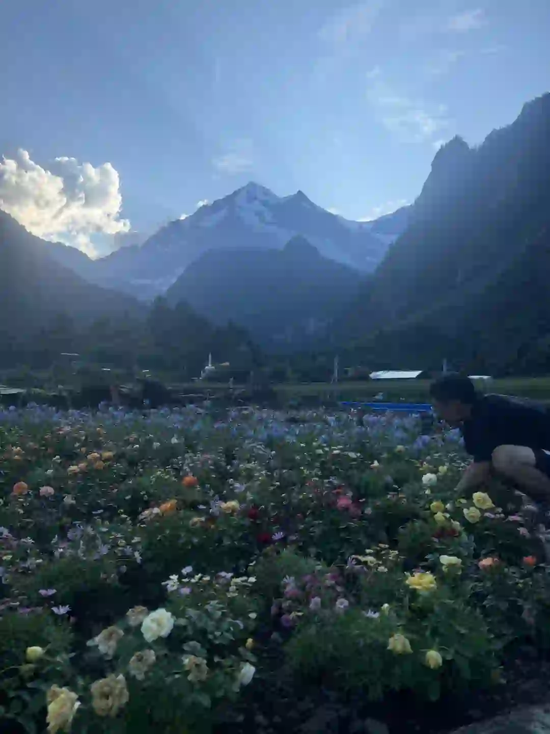 雨崩招义工：底薪5000+提成。帮我种花