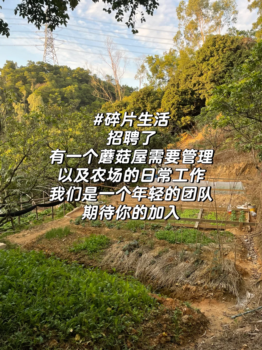 农场招聘了，会管理我的蘑菇屋?