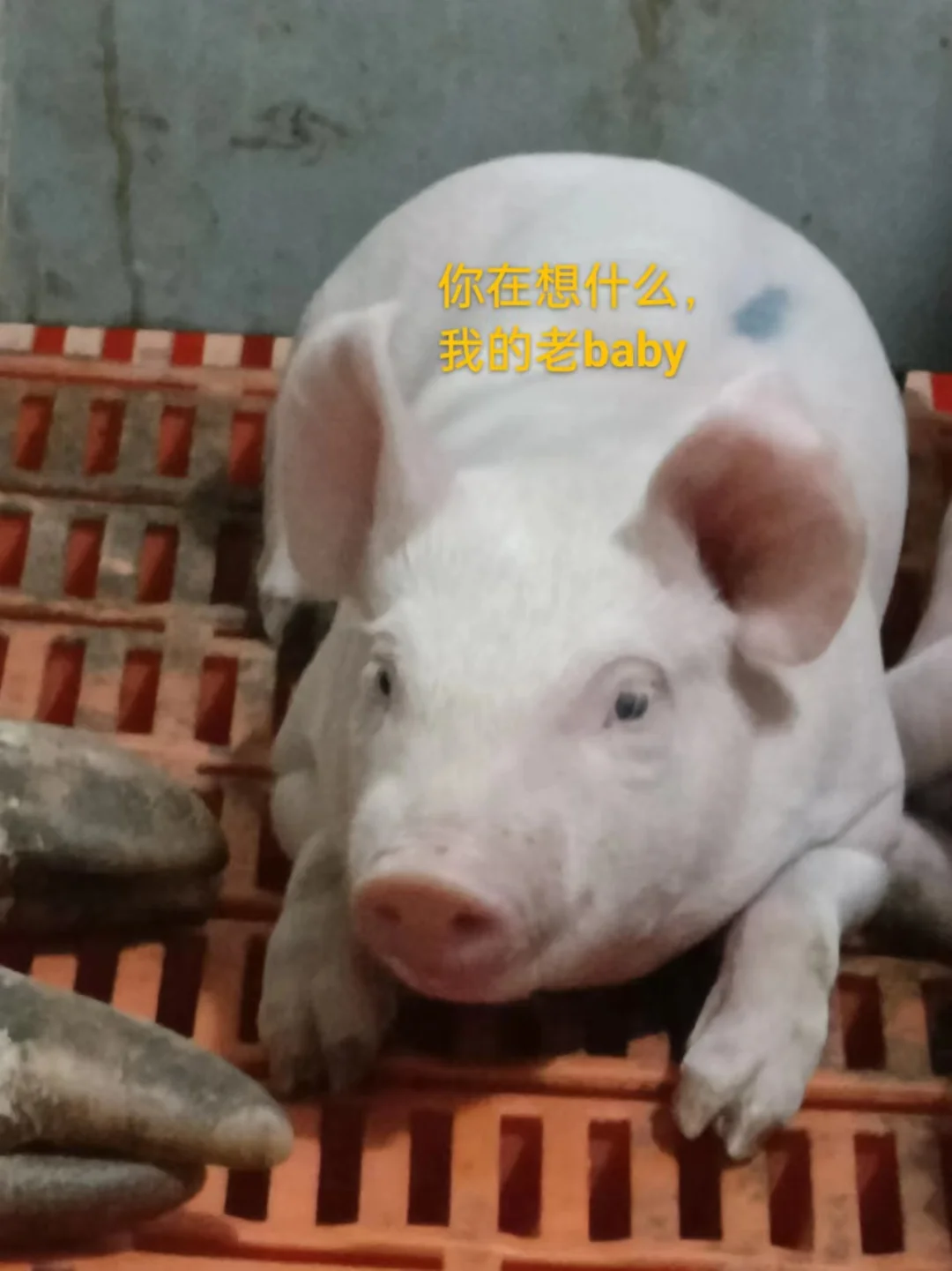养猪人