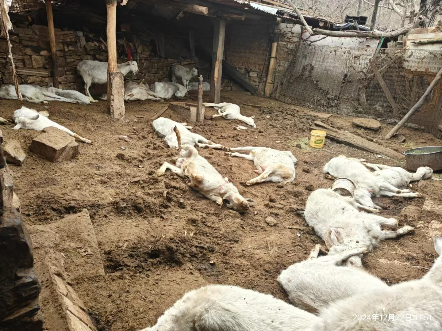 家里养的羊被人下毒了，60多只全死了
