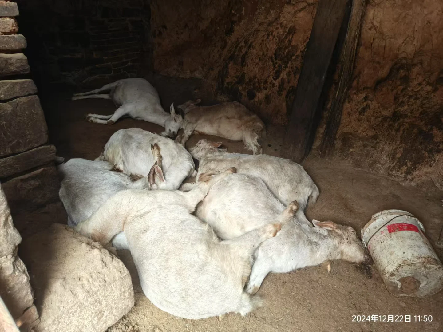 家里养的羊被人下毒了，60多只全死了