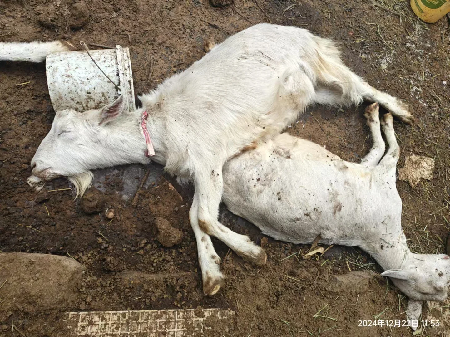 家里养的羊被人下毒了，60多只全死了