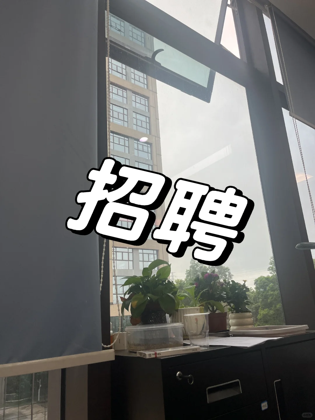石芽岭招聘 小公司