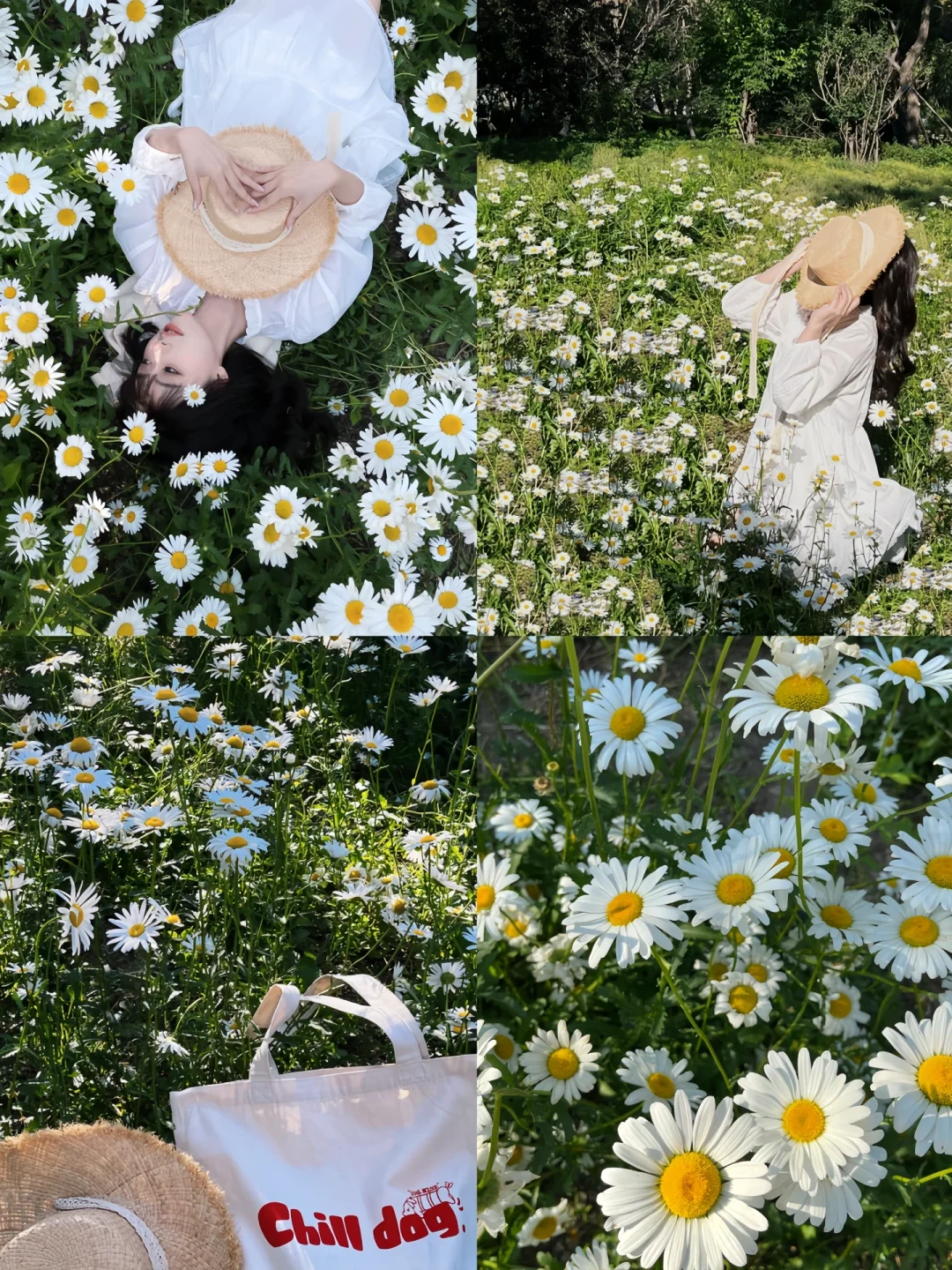 接下来的沈阳将会是这样！?（附花期&地址）