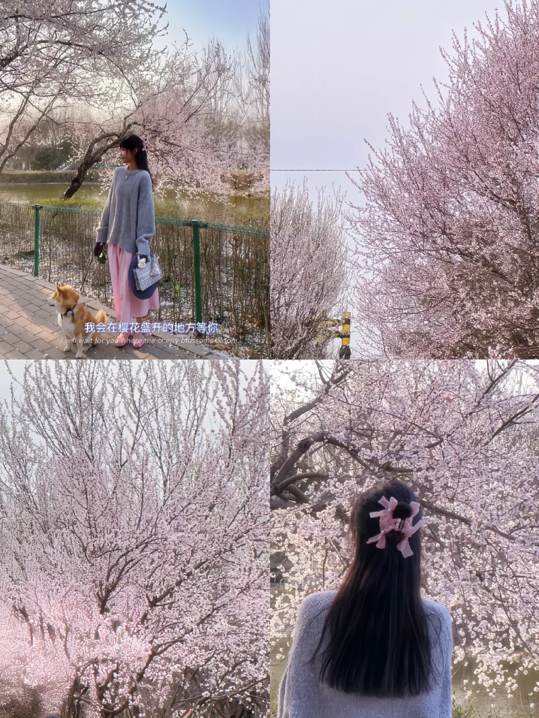 接下来的沈阳将会是这样！?（附花期&地址）