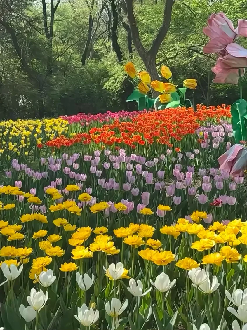 接下来的沈阳将会是这样！?（附花期&地址）