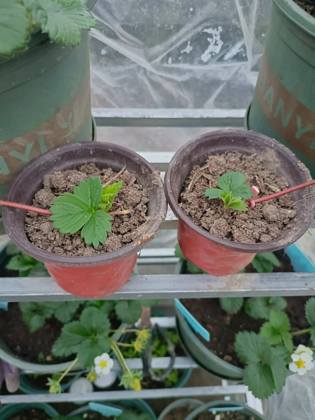找了个统计员的工作，真是太难为我了吧?