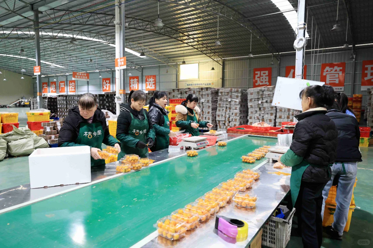 【就业】广西融安：家门口务工稳就业