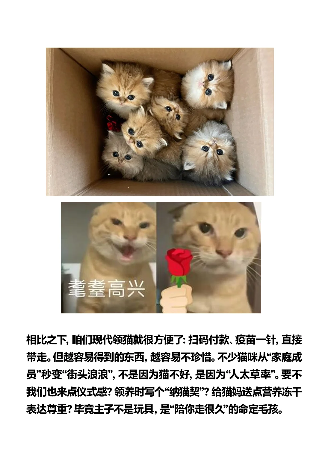 想当大宋铲屎官？先过猫妈彩礼关！