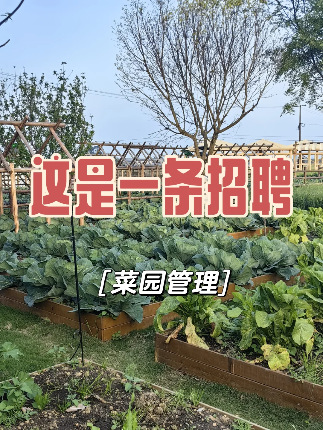 招聘一位小伙伴！岗位：菜园管理