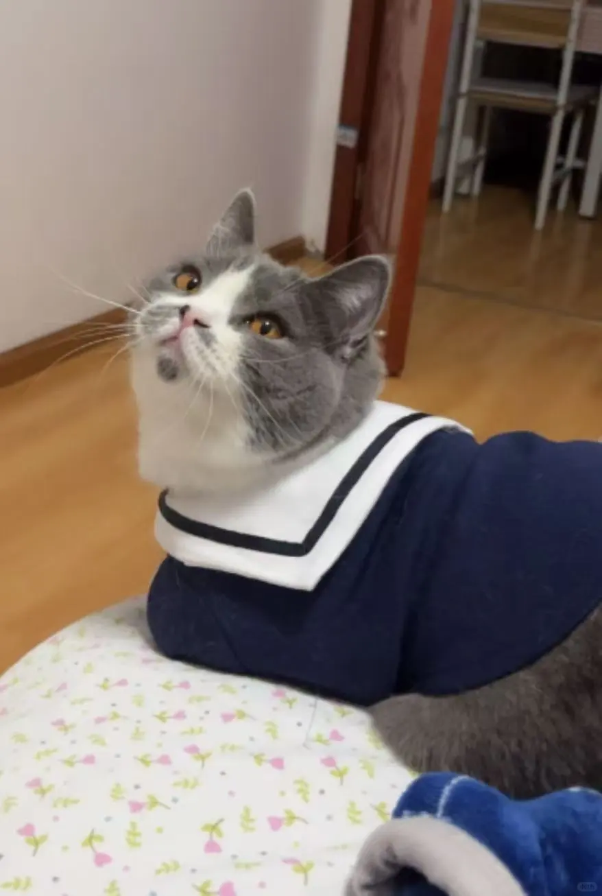 **《当代年轻人养猫图鉴：不是宠物，是救赎》**
