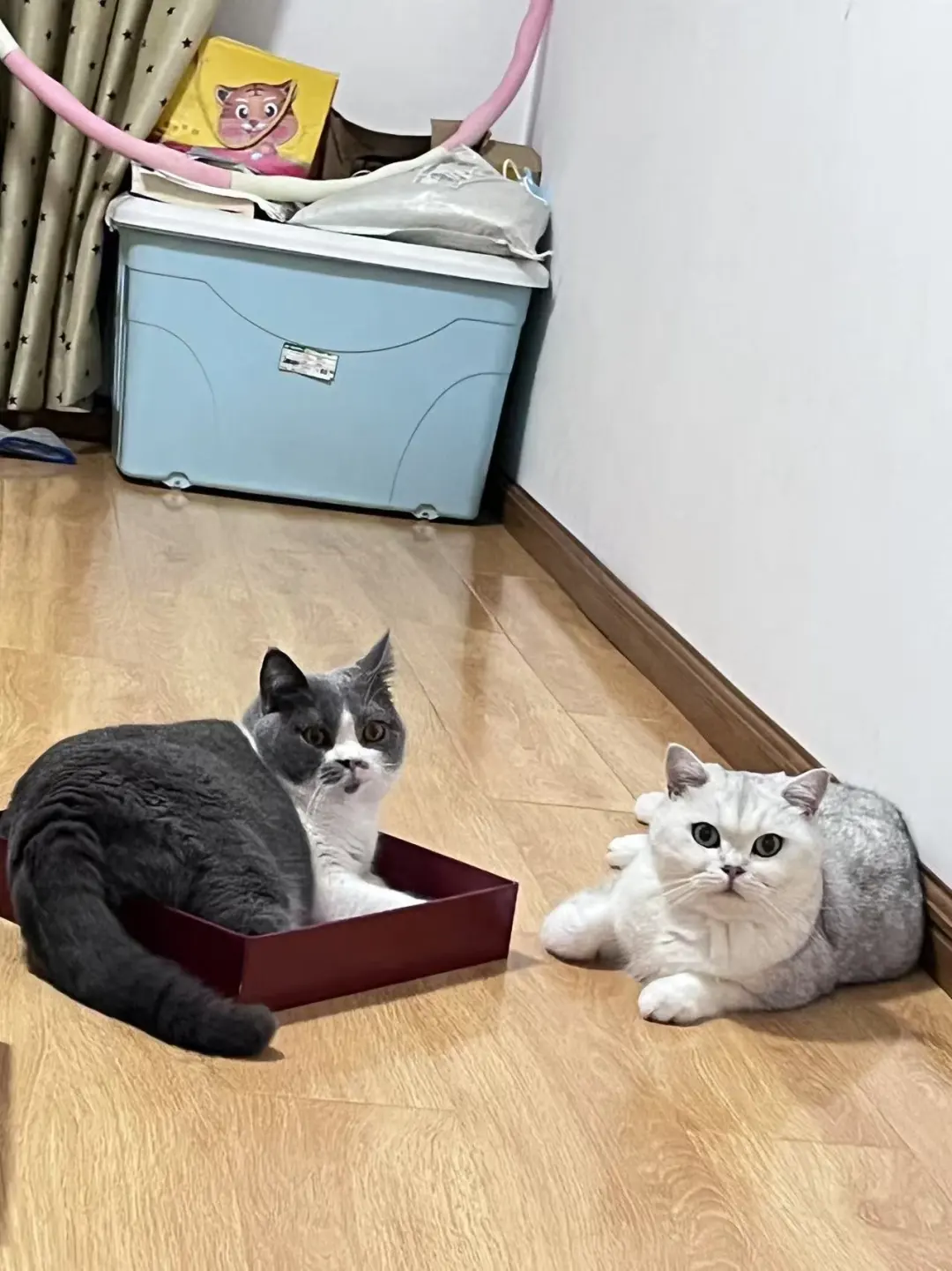 **《当代年轻人养猫图鉴：不是宠物，是救赎》**