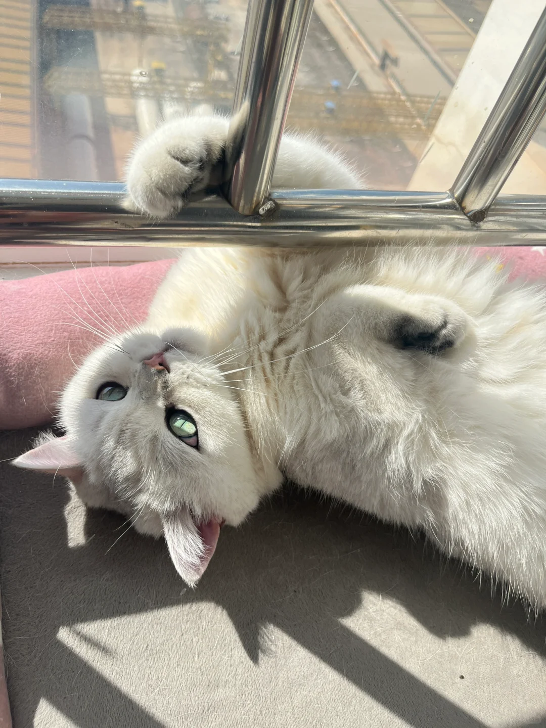 **《当代年轻人养猫图鉴：不是宠物，是救赎》**
