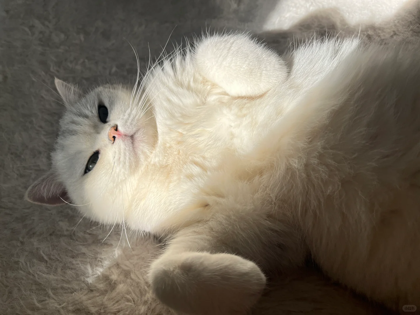 **《当代年轻人养猫图鉴：不是宠物，是救赎》**