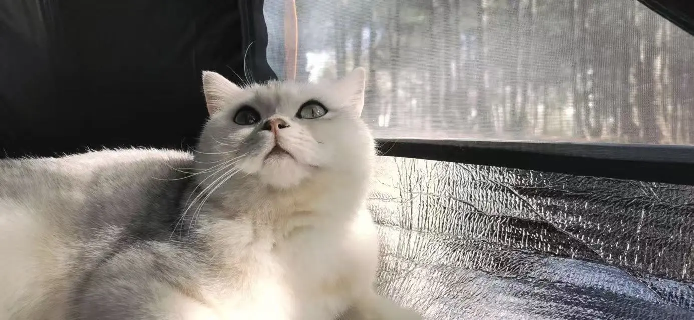 **《当代年轻人养猫图鉴：不是宠物，是救赎》**