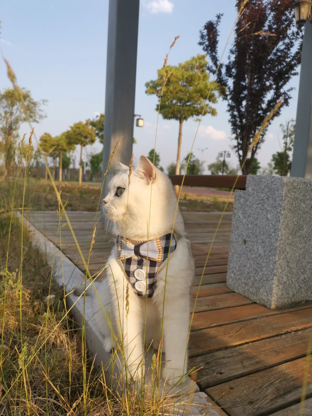 **《当代年轻人养猫图鉴：不是宠物，是救赎》**