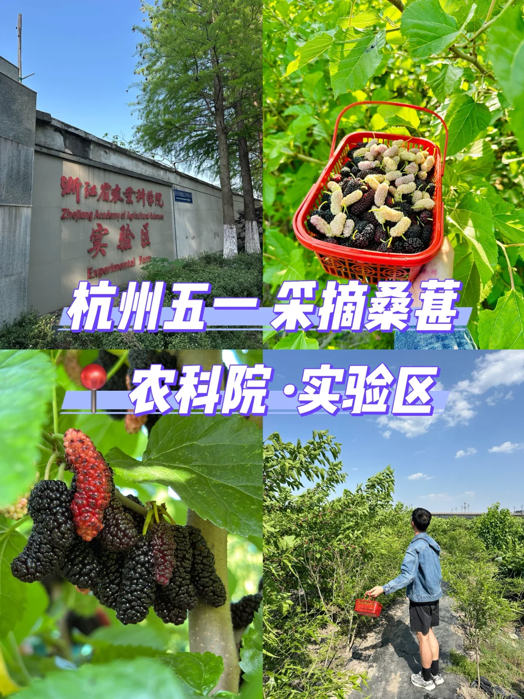 藏在杭州主城区的桑葚采摘基地，冲啊！！！