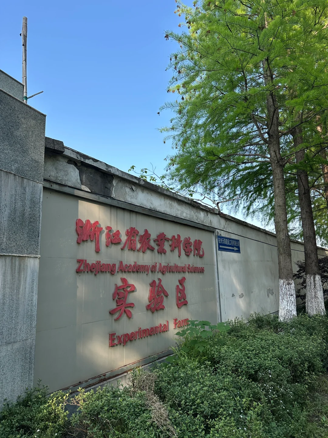 藏在杭州主城区的桑葚采摘基地，冲啊！！！