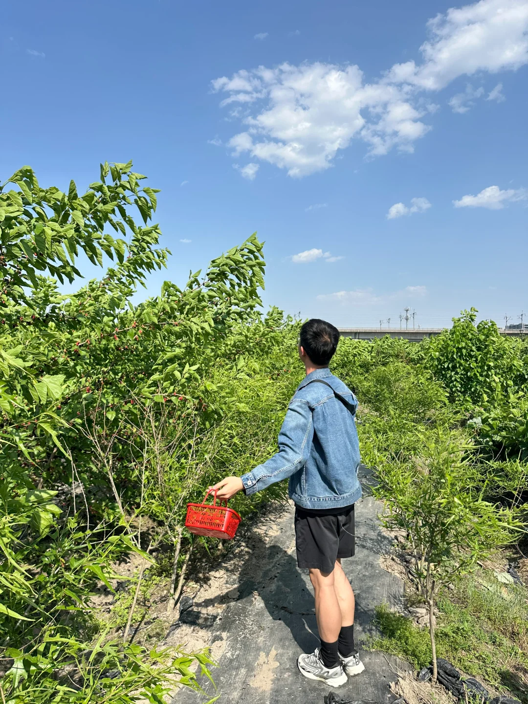 藏在杭州主城区的桑葚采摘基地，冲啊！！！