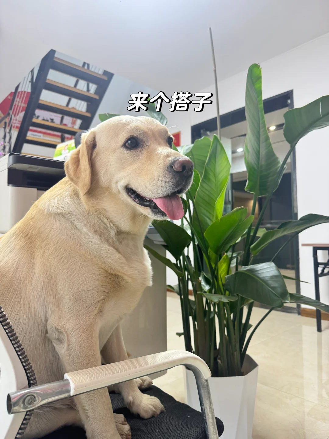 洛阳月入5K+的工作 轻松不加班?
