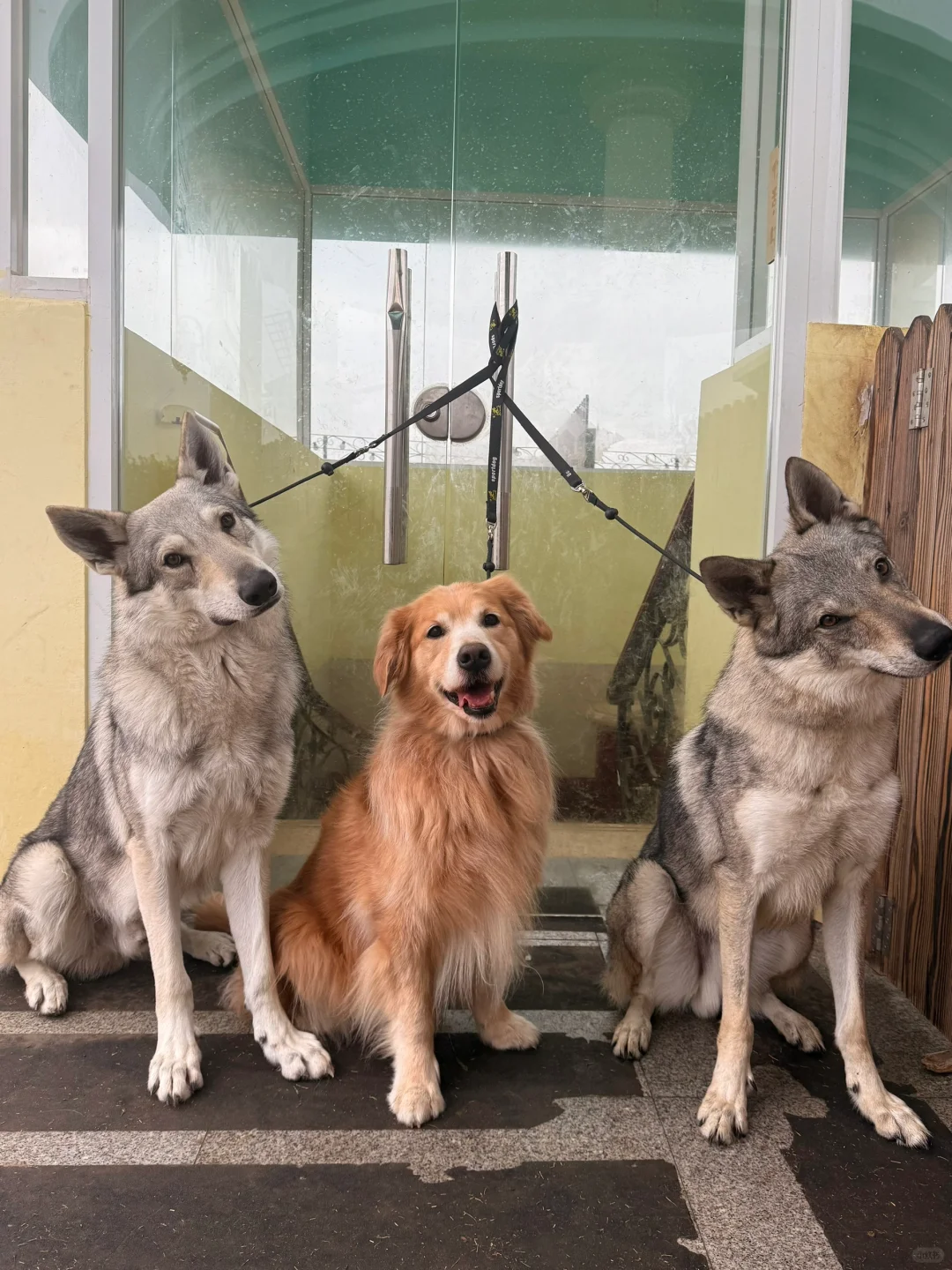 禁犬令最大的误区：以「品种」定义善恶