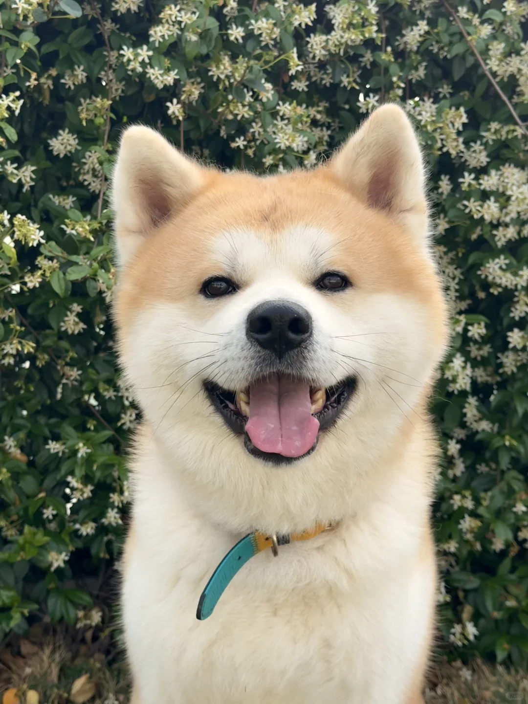 禁犬令最大的误区：以「品种」定义善恶