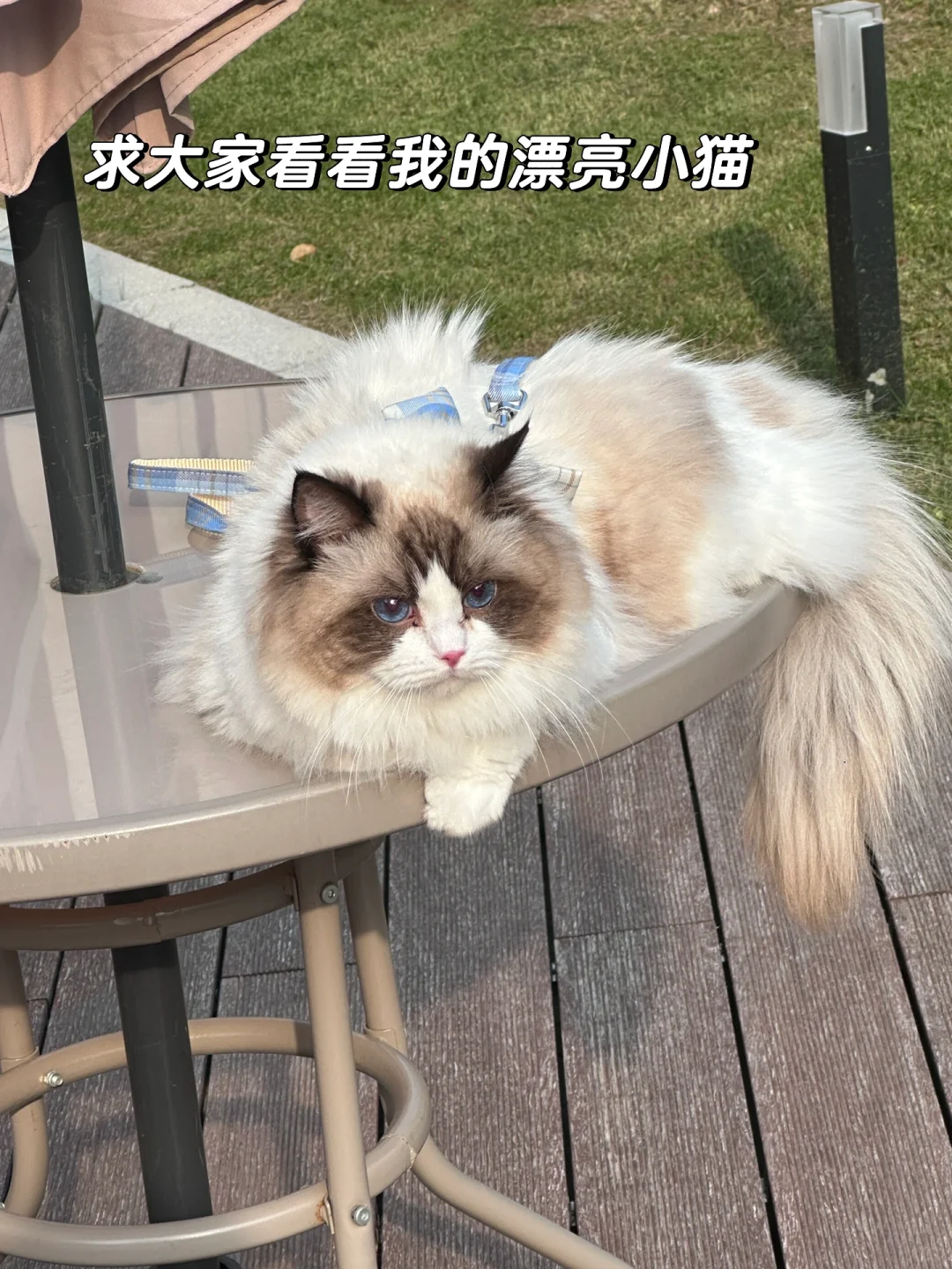 大厂运营是做什么的