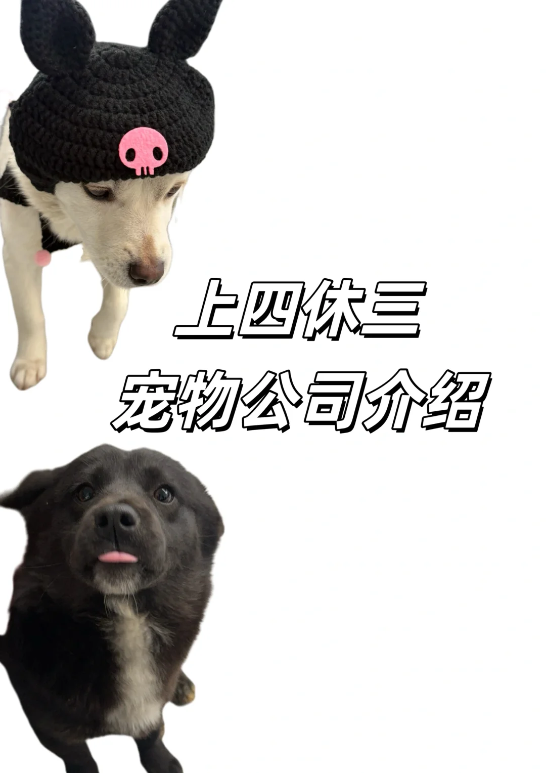 宁波上四休三宠物公司介绍