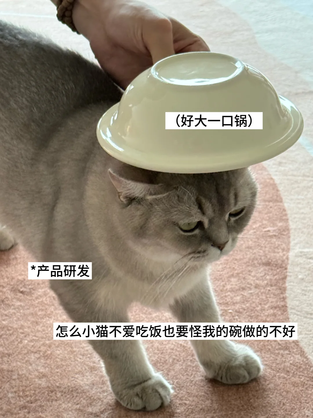 ?双休宠物公司都有哪些岗位？