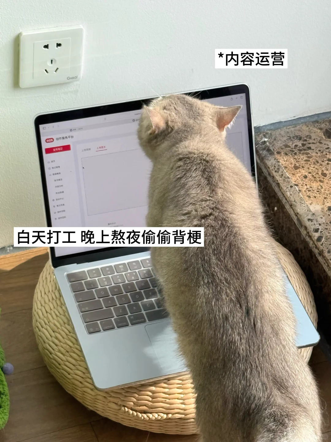 ?双休宠物公司都有哪些岗位？