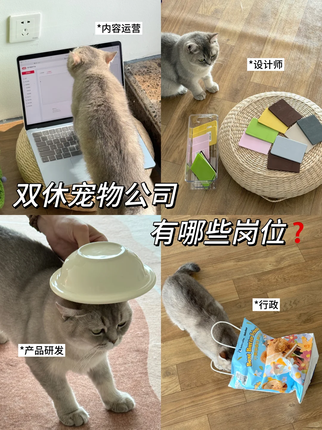 ?双休宠物公司都有哪些岗位？