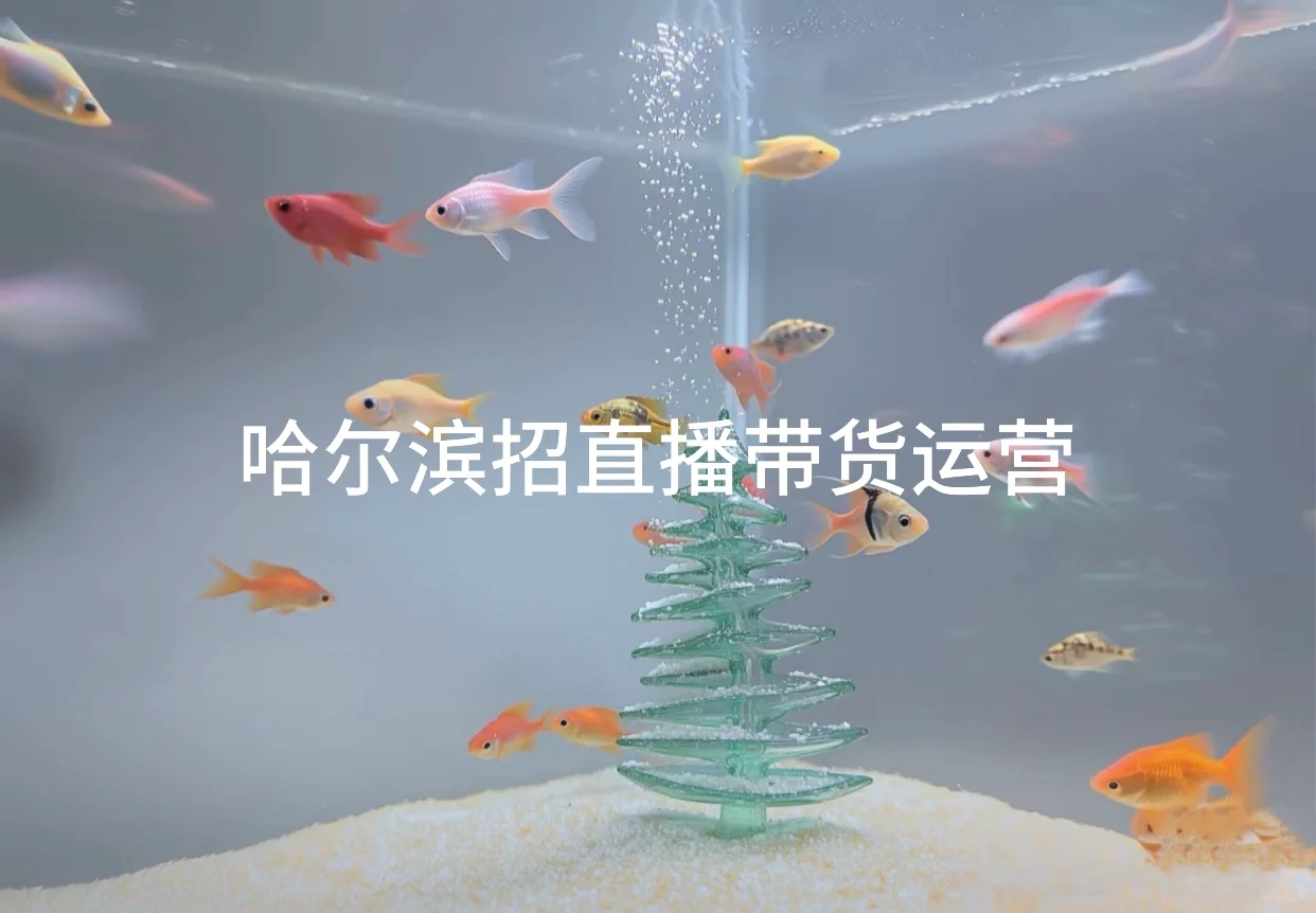 哈尔滨招聘直播带货运营