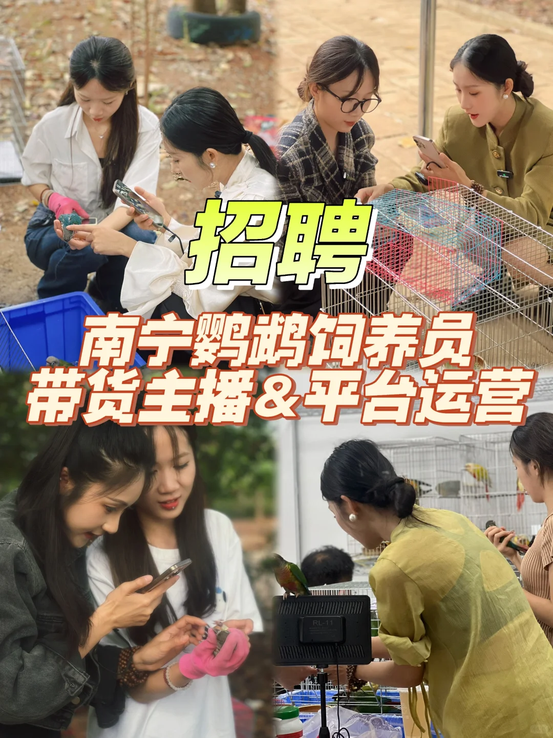 南宁招聘｜鹦鹉带货主播&运营&饲养员