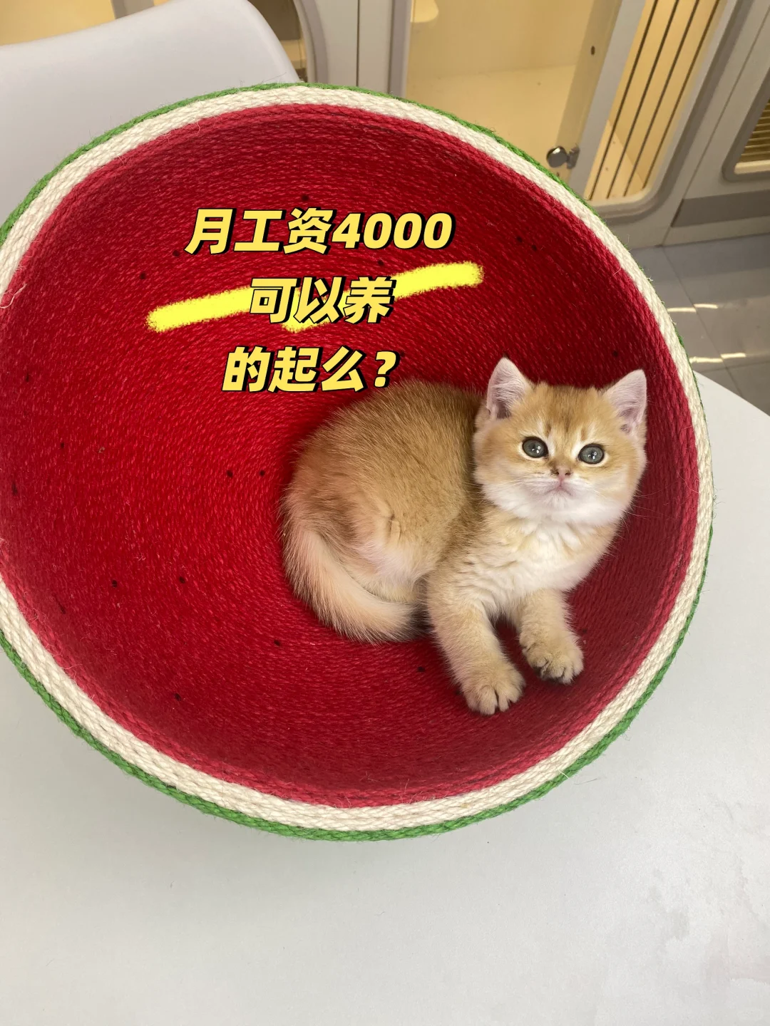 月薪4k也能精致养猫!打工人必看の高性价比猫